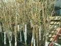 Norman Helps Residents Re-Grow Trees