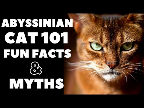 Abyssinian Cats 101 : Fun Facts & Myths