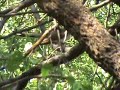 Yellow-billed Cuckoo at Montezuma Well