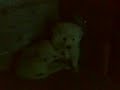 I miei cagnolini di 50 giorni - pastori abruzzesi (1)