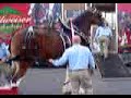 Budwiser Horse Weekend Budwiser Horse Weekend