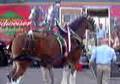 Budwiser Horse Weekend