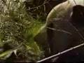 videos de News info on pandas after china's 7.9 quake