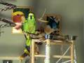 videos de Tooki, fabulous parrot