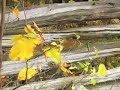psycho squirrel