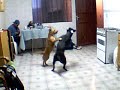 Zaga (pit) VS dog