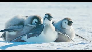 もはや可愛さしかない子ペンギンの戯れ／映画『皇帝ペンギンただいま』本編映像