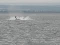 dolphins at chanonrypoint