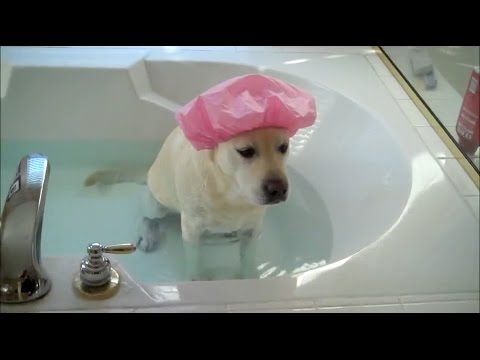 8 formas hilariantes de evitar o banho