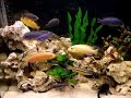 Malawi Cichlids