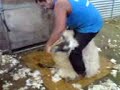 Sheep shearing 2007....