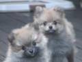 首をかしげるポメラニアンの子犬たち　ゼンマイ仕掛け？の巻