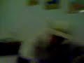 el baile del caballito