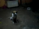Rory e Stallo