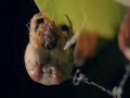 The dance of bolas spider with its prey