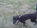*ADOPTED* Kinsey A160832 *ADOPTED* Kinsey A160832