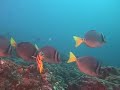 Mergulho em Galápagos - Ilha Seymour Norte Mergulho em Galápagos - Ilha Seymour Norte