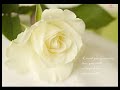 lyrics :

est ce que tu es seule se soir, 
est ce que ton coeur � envie de me voir? 
m�me si la vie nous separe,tu sais bien, j'ai le droit de savoir. 
est ce que tu vie chaque jour, comme moi avec le mal d'amour. 
en r�vant chaque instant de revivre comme avant,dit moi, est ce que tu es seule se soir.. 

1er couplet : 
et je me demande encore si tu m'aime, si tes sentiments pour moi sont les meme,si je ne suis qu'un souvenir du pass� que tu as deja oublier. 
moi je n'es qu'un seul amour et c'est toi, hier, aujourd hui et toujour tu es l�! 
comme un soleil dans mes nuits, tu redonne un sens � ma vie. 

refrain (au dessus). 

2eme couplet : 
si un autre � pris ma place dans tes nuits, ne me le dit jamais en face je t'en prie, pour moi il n'est pas trop tard pour recommencer notre histoire 

est ce que tu es seule se soir, 
est ce que ton coeur � envie de me voir? 
m�me si la vie nous separe,tu sais bien, j'ai le droit de savoir. 
est ce que tu vie chaque jour, comme moi avec le mal d'amour. 
en r�vant chaque instant de revivre comme avant,dit moi, est ce que tu es seule se soir..