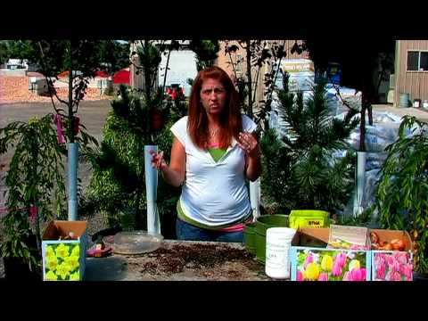 how to plant elephant ear bulbs