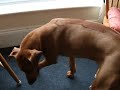 This is not my food, has anyone noticed?