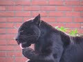 Luipaard of Panter bij Pantera