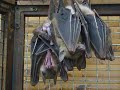 The bat with the penis - YouTube