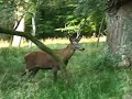 Sex Life of Red Deer (Denmark 2007) Sex Life of Red Deer (Denmark 2007)