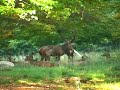 Sex Life of Red Deer (Denmark 2007) Sex Life of Red Deer (Denmark 2007)