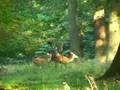 Sex Lives of Red Deer (Denmark 2007)
