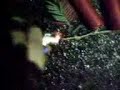 illegal feuerwerkskörper