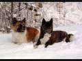 akita show