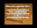 Mrs.Russo Marijuana video