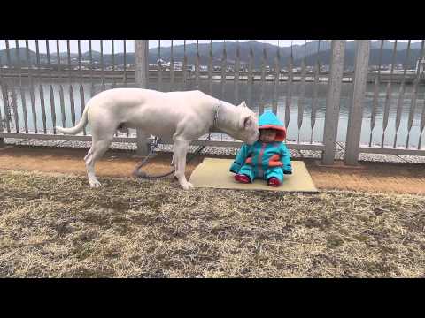 dogo argentino