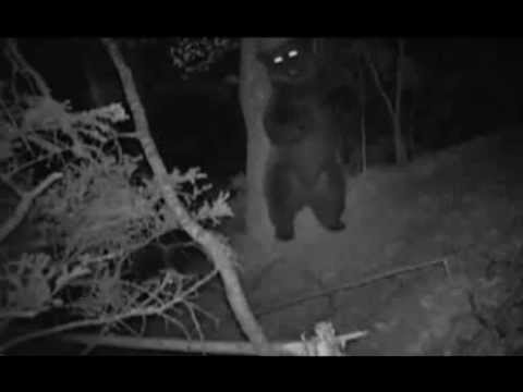 Private party in the woods.