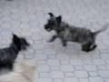 Cairn Terriers Tango and Mambo are at it, again!