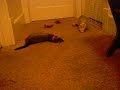 Vorenus and Axel: playing in the wallway