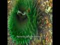 videos de kayaking West Coast Vancouver Island. The Nuchatlitz.