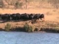 Battle at Kruger-Lion vs Buffalo vs Crocodile