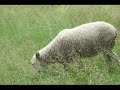 Old Sturbridge Village Part Two