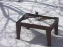 Dark Eyed Junco