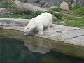 Antonia the pygmy polar bear