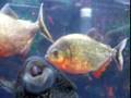 Piranha bUGTraQ