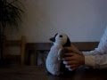 Penguin dances to Rehab - Tanzender Pinguin