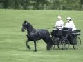 Cori at 3 (Friesian mare)