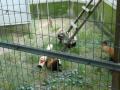 レッサーパンダの赤ちゃん　ブランコと格闘