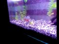 Piranha verarschen :)