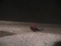 Wind Sledding