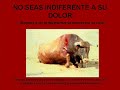toreo: tradición o sufrimiento animal