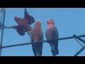 Galah cockatoos, central Australia