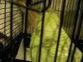 Petie The Talking Parakeet Petie The Talking Parakeet